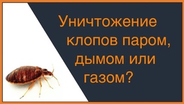 Уничтожение Клопов «паром», «дымом» или «газом»?