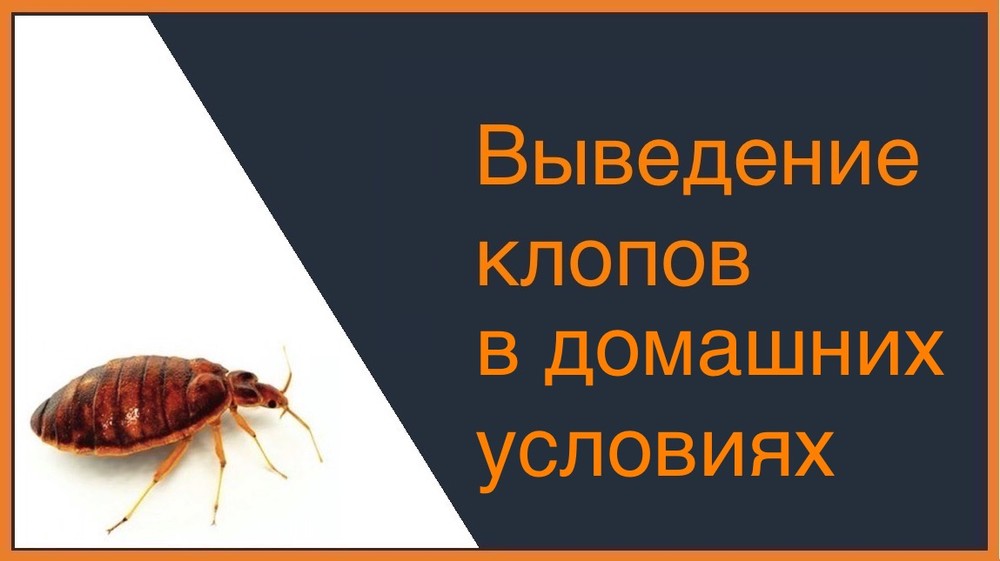 Выведение постельных клопов в домашних условиях Смоленске